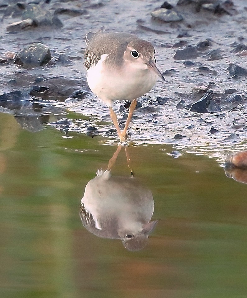 Spotted Sandpiper - ML601751761