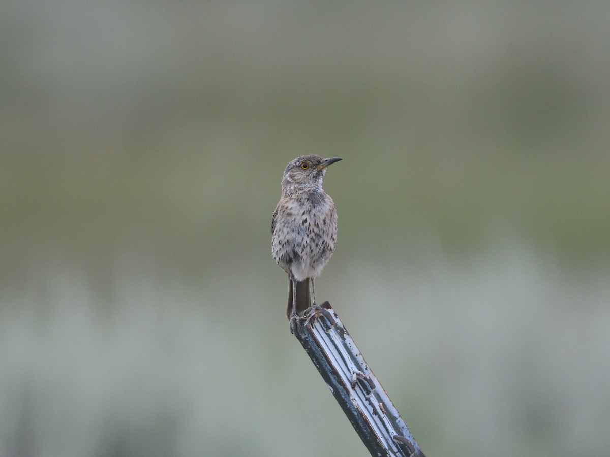 Sage Thrasher - ML601751931