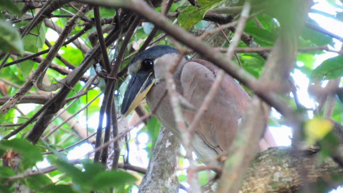 Boat-billed Heron - ML601752741