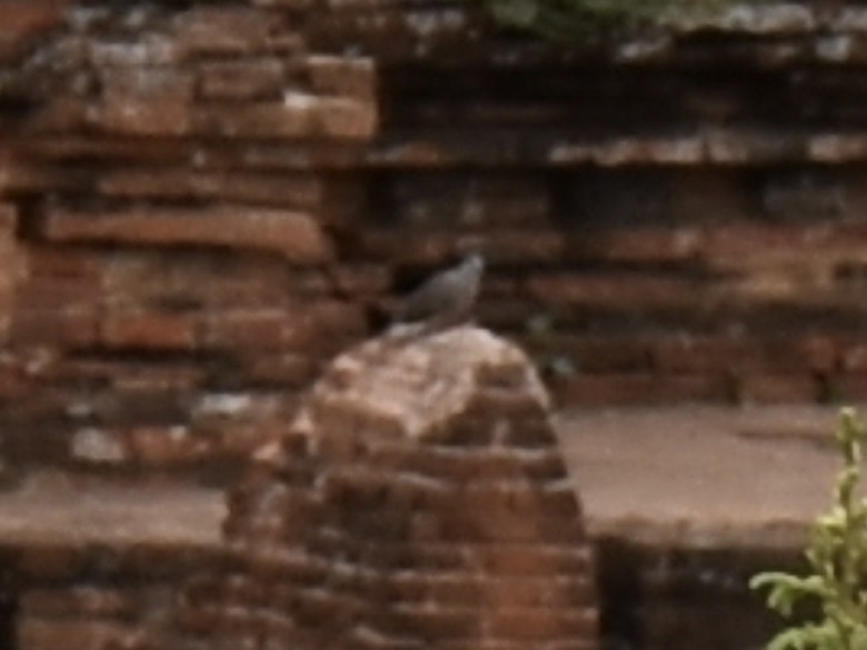 Burmese Collared-Dove - ML601752831