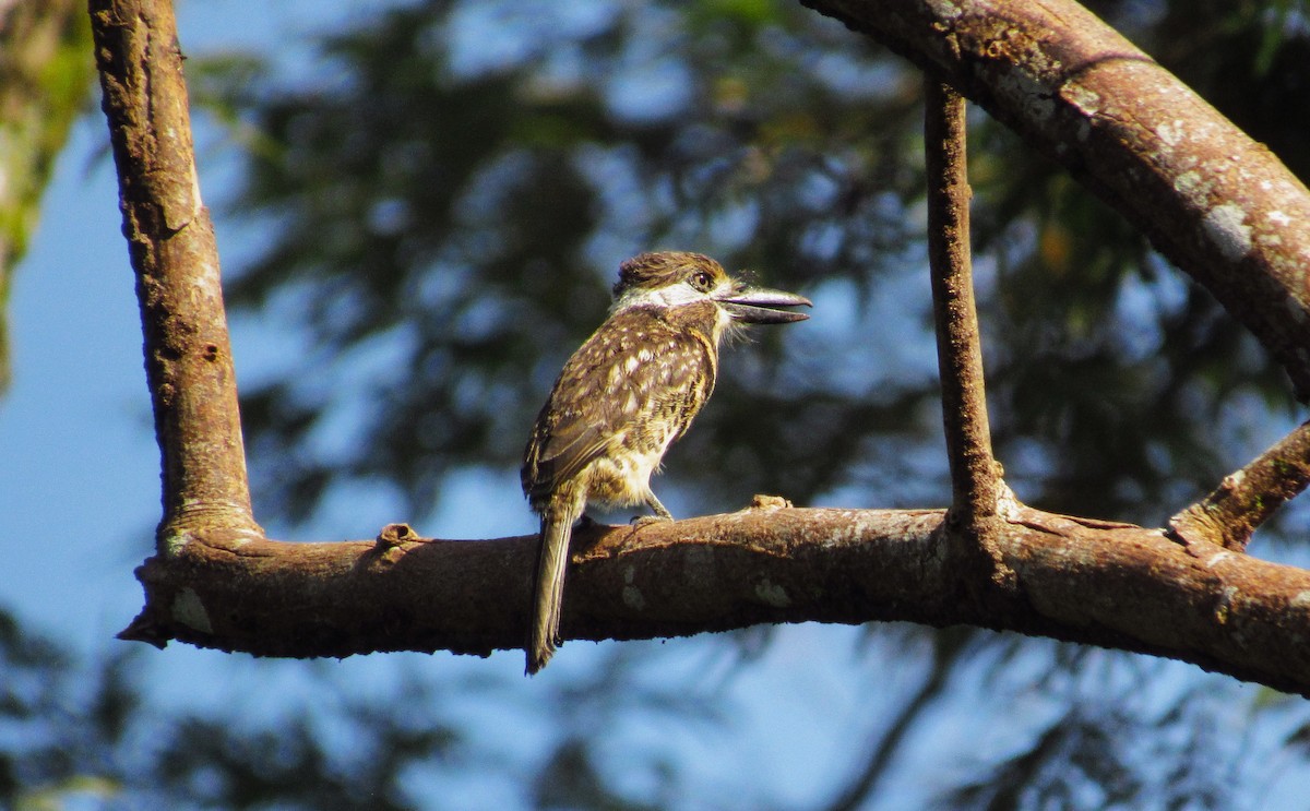 Two-banded Puffbird - ML601753271