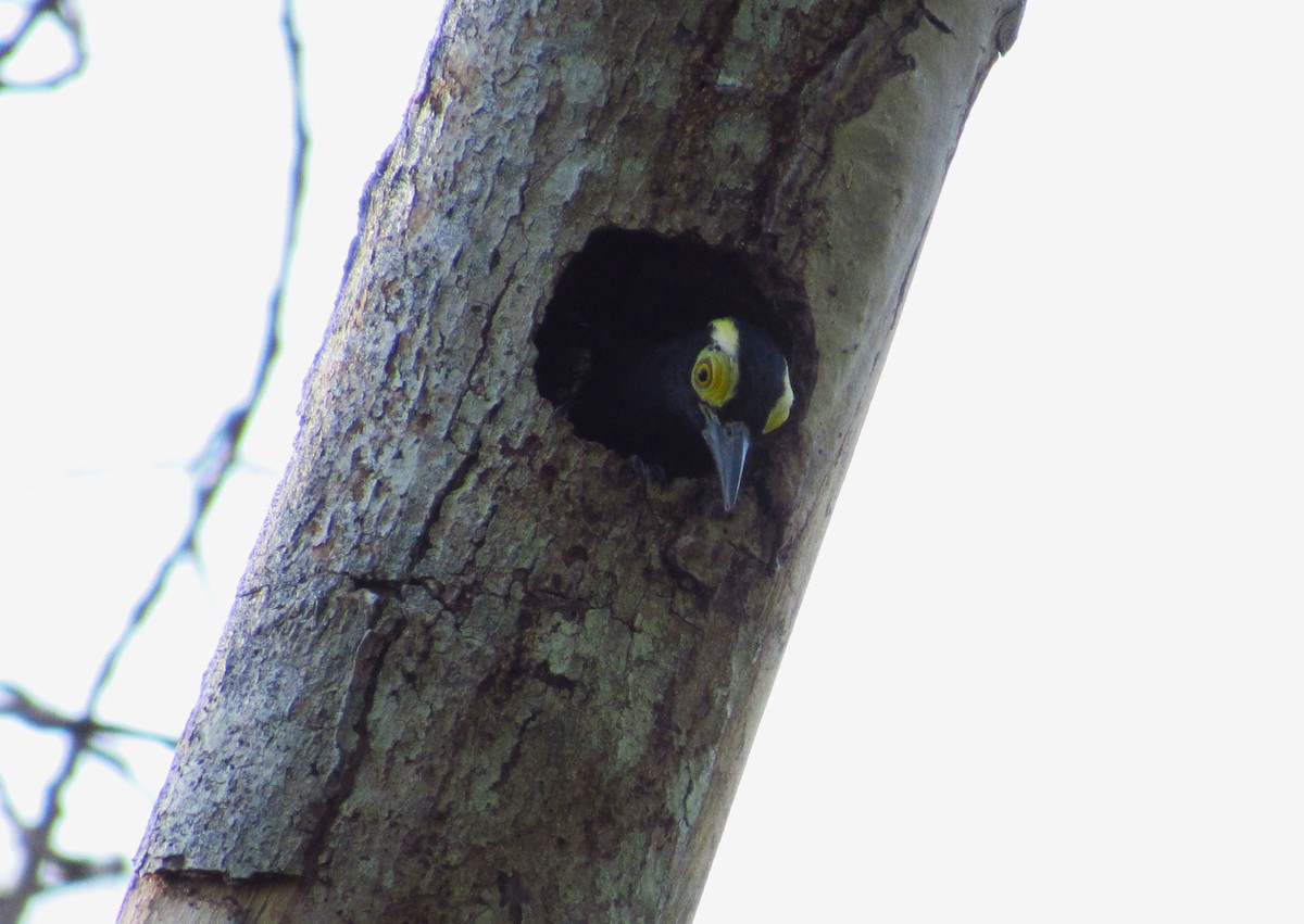 Yellow-tufted Woodpecker - Edward Martin lopez