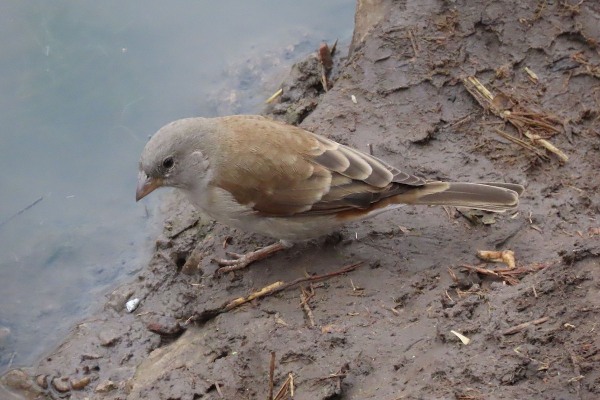 Southern Gray-headed Sparrow - ML601753561