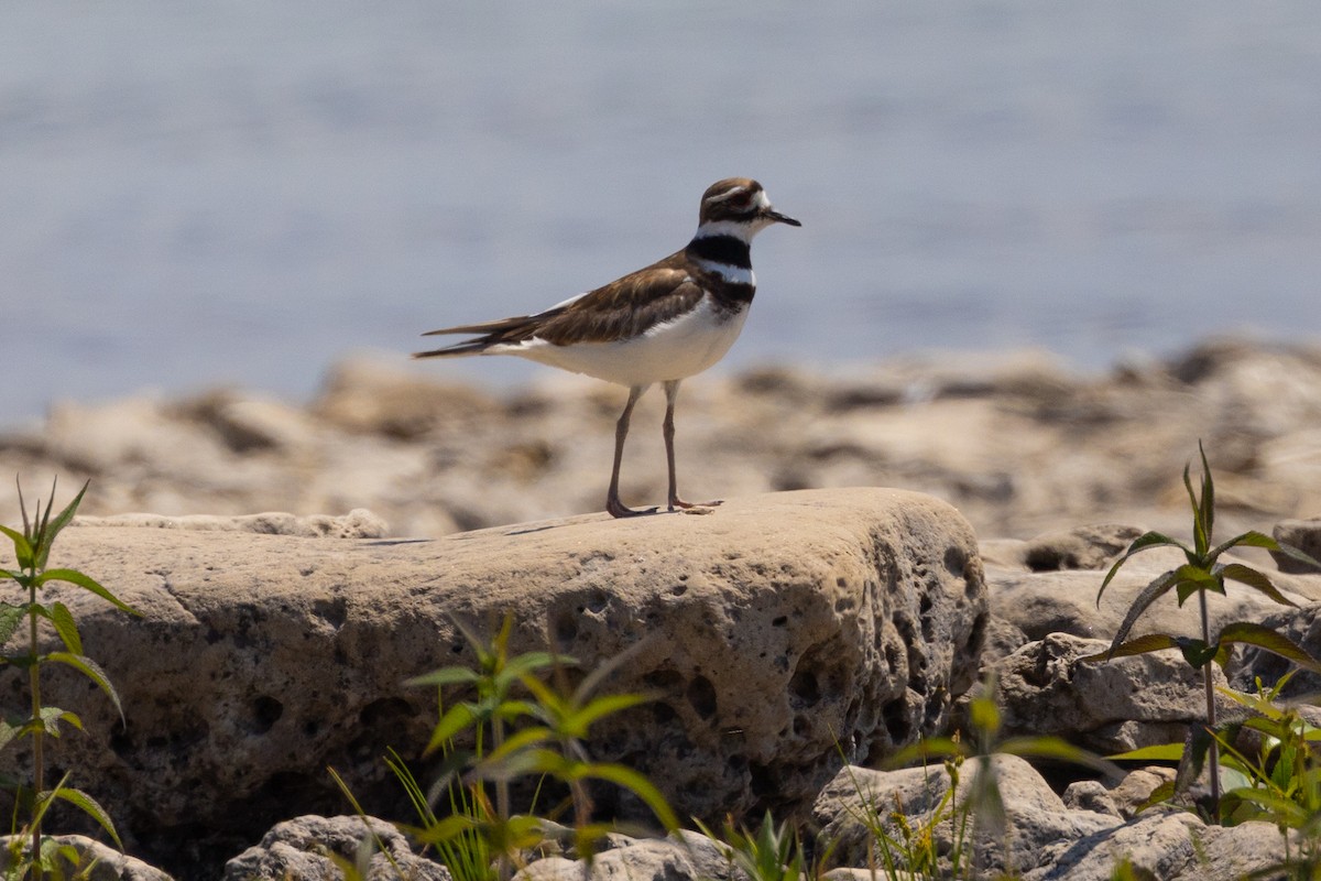 Killdeer - ML601753741