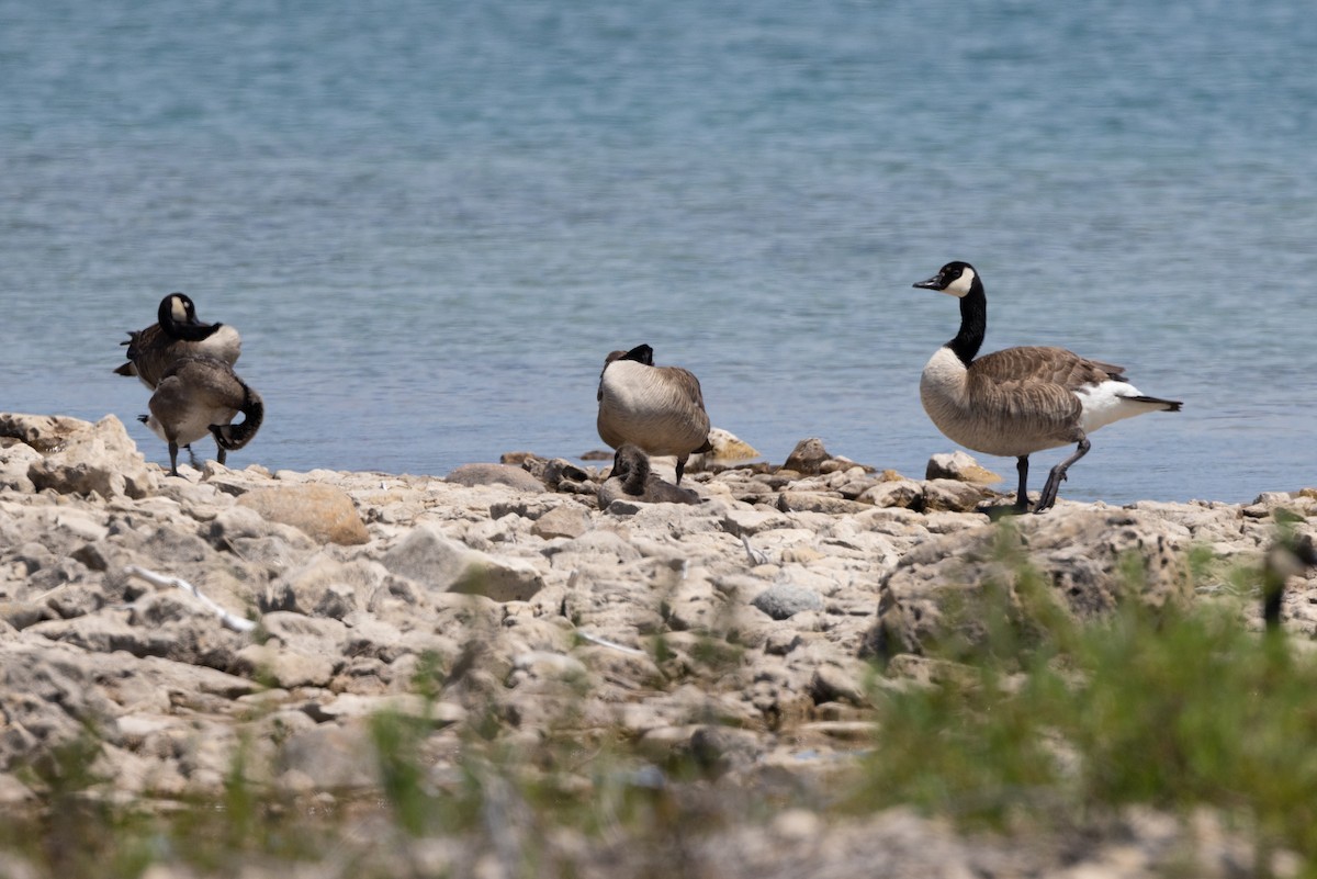 Canada Goose - ML601753781