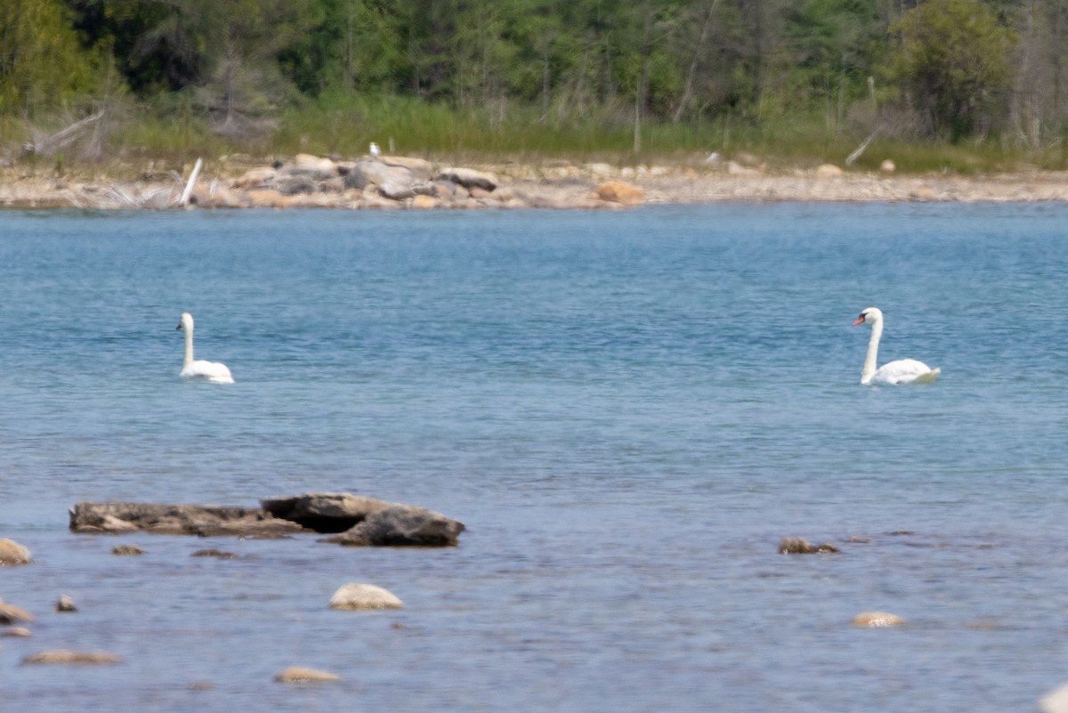 Mute Swan - ML601753791