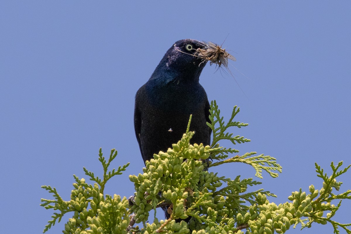 Common Grackle - ML601753831