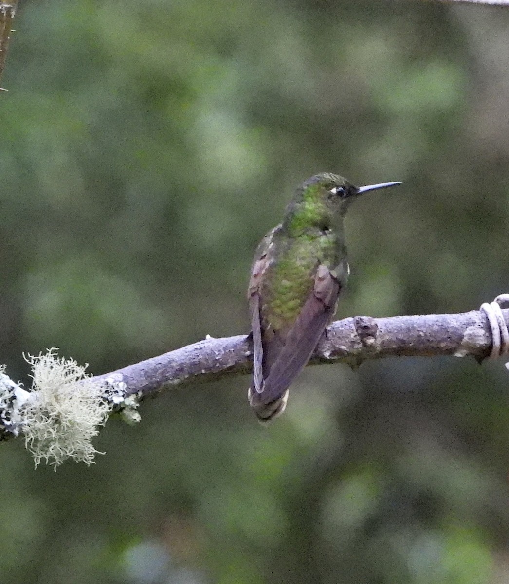 kolibřík hnědobřichý - ML601753941