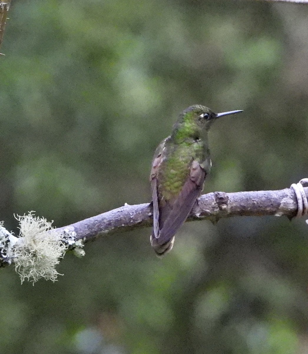 Fawn-breasted Brilliant - ML601753941