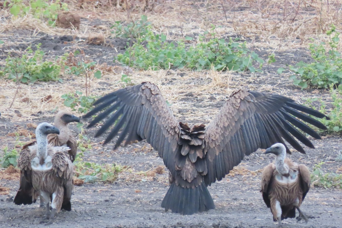 White-backed Vulture - ML601754511