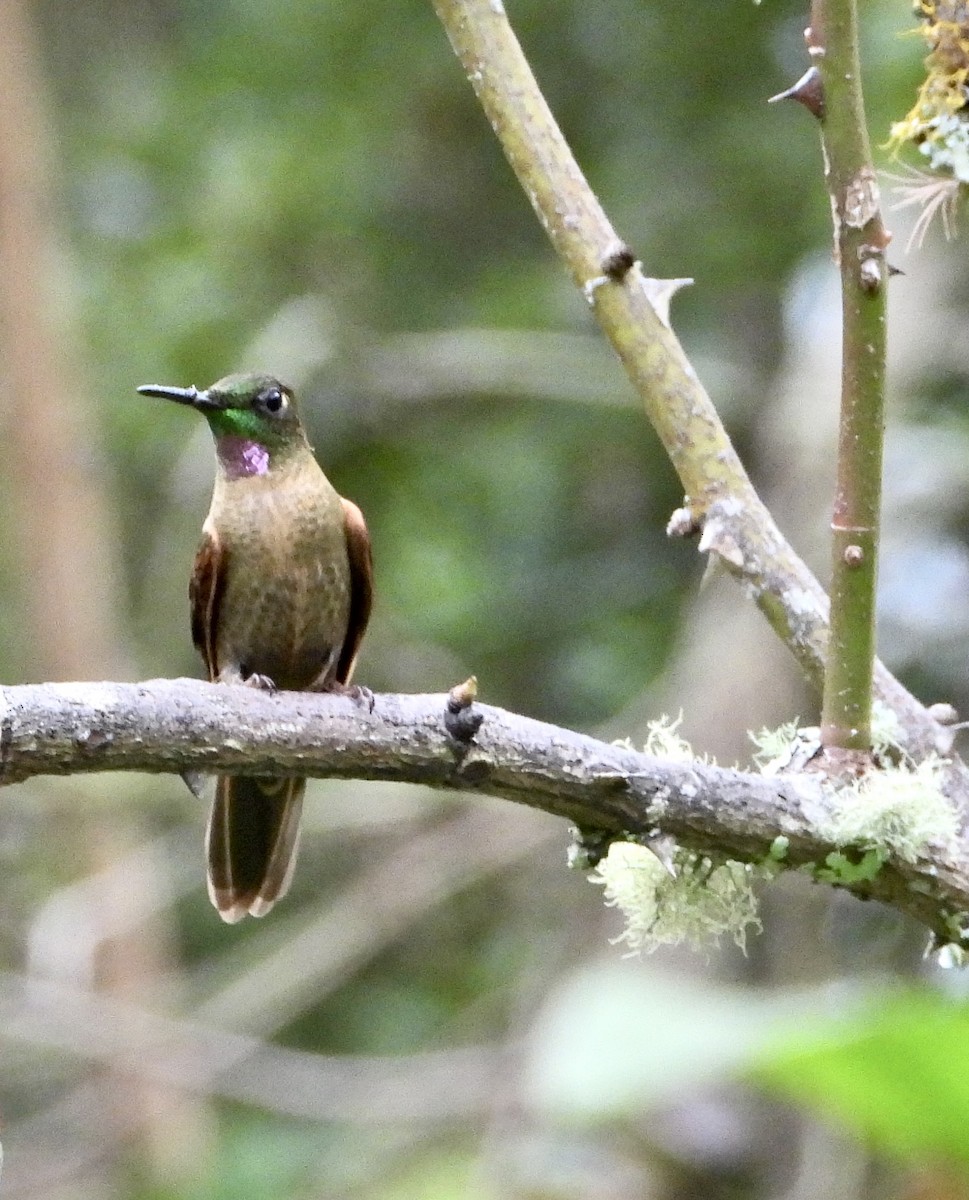 Fawn-breasted Brilliant - ML601754651