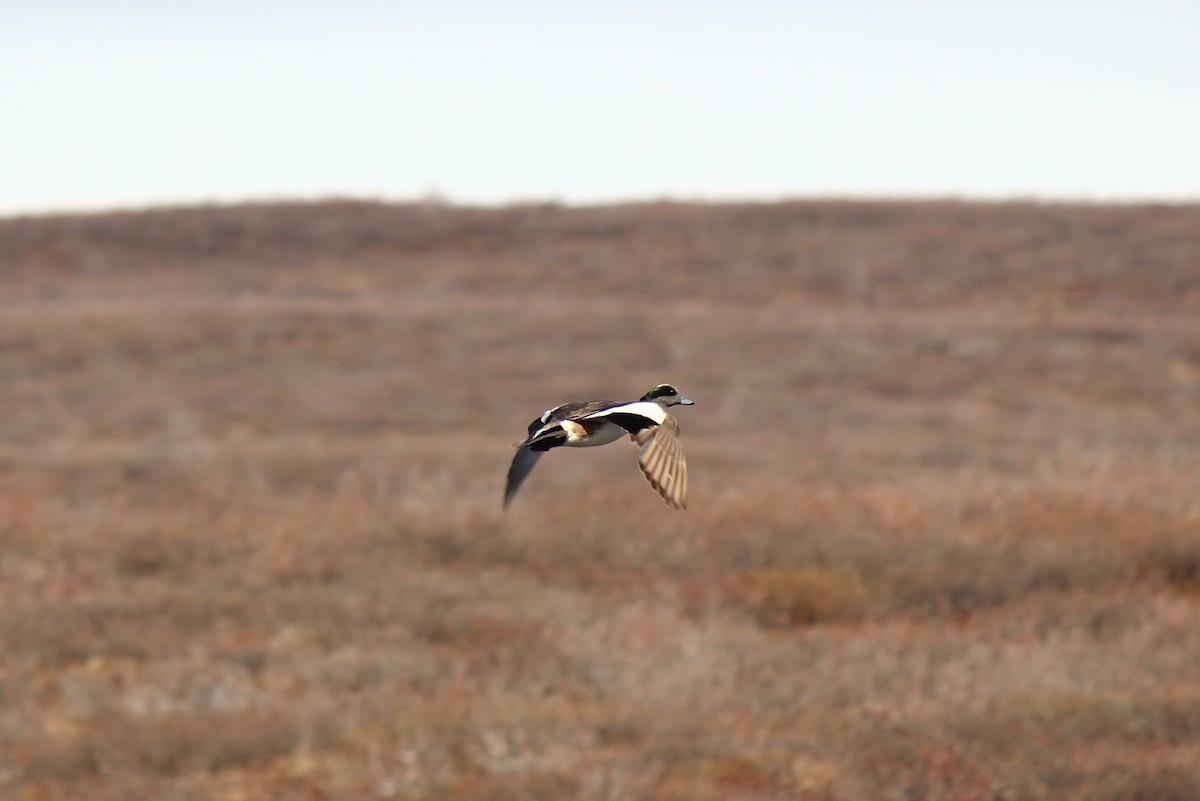 American Wigeon - ML60175571