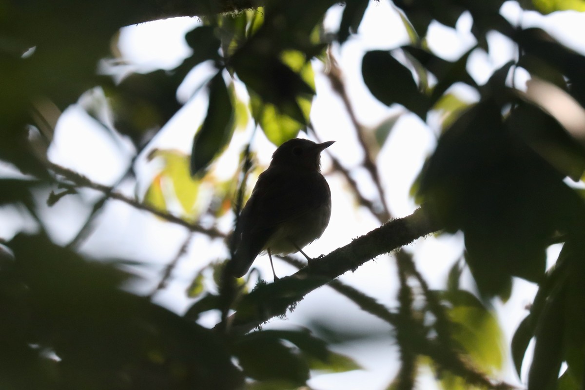 Swainson's Thrush - ML601756121