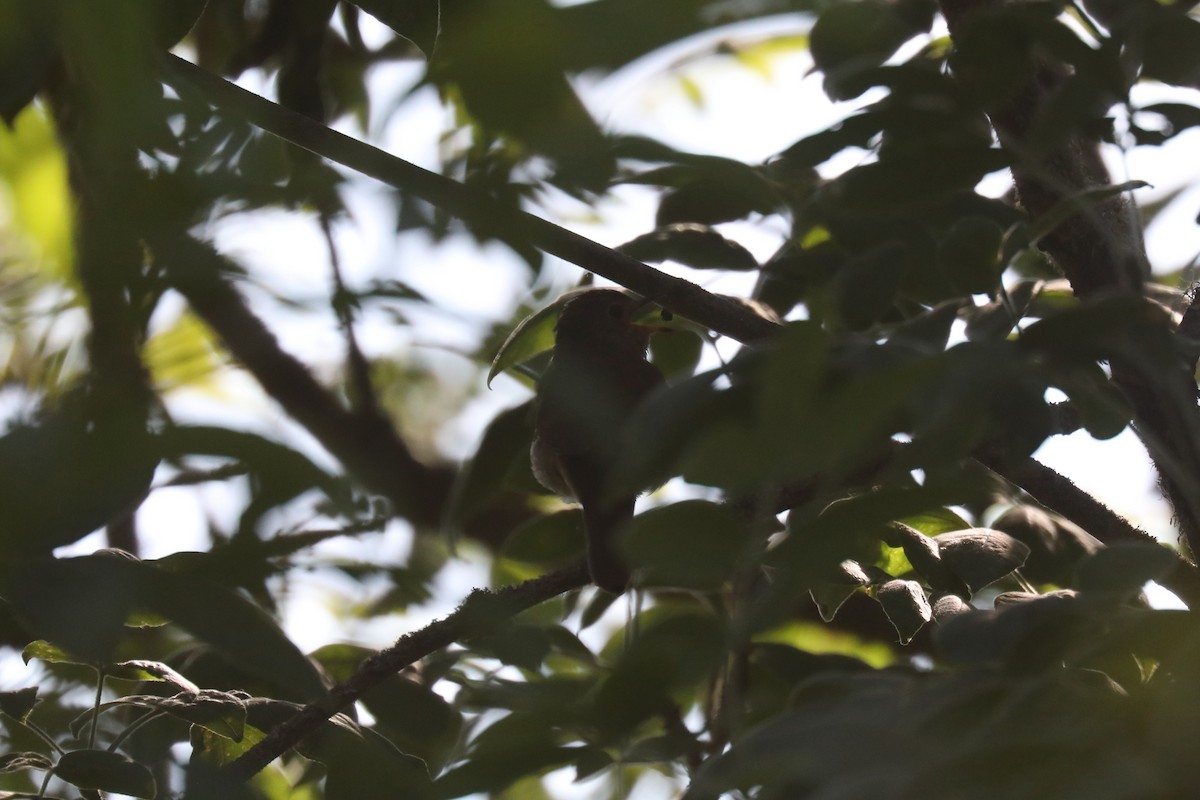 Swainson's Thrush - ML601756131