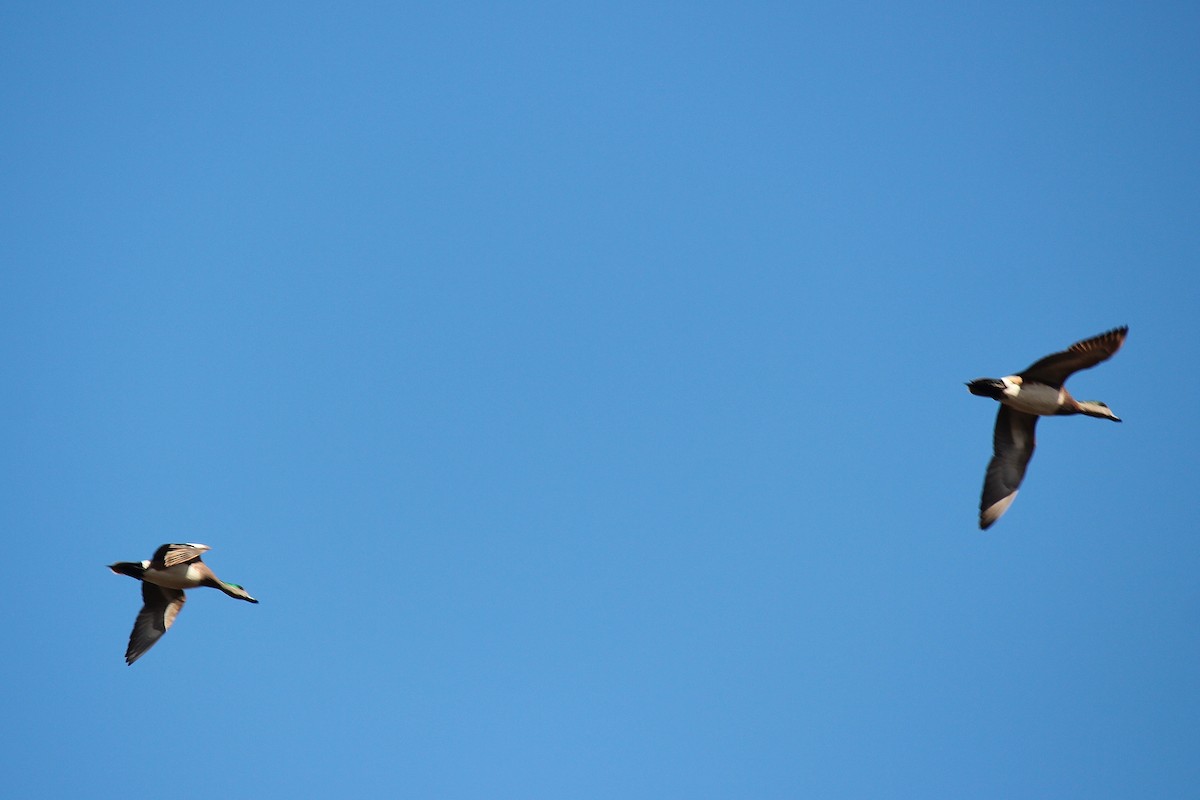 American Wigeon - ML60175761