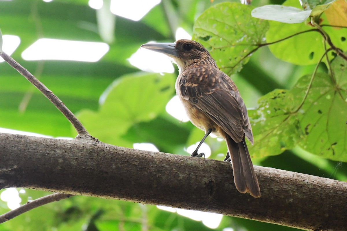 Black Butcherbird - ML601757621