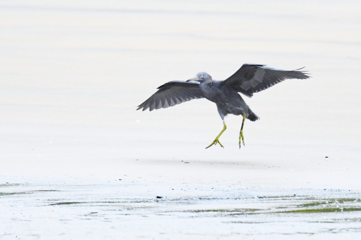 Pacific Reef-Heron - ML601757671