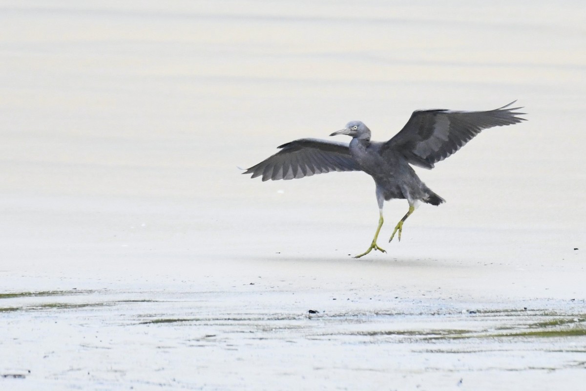 Pacific Reef-Heron - ML601757681