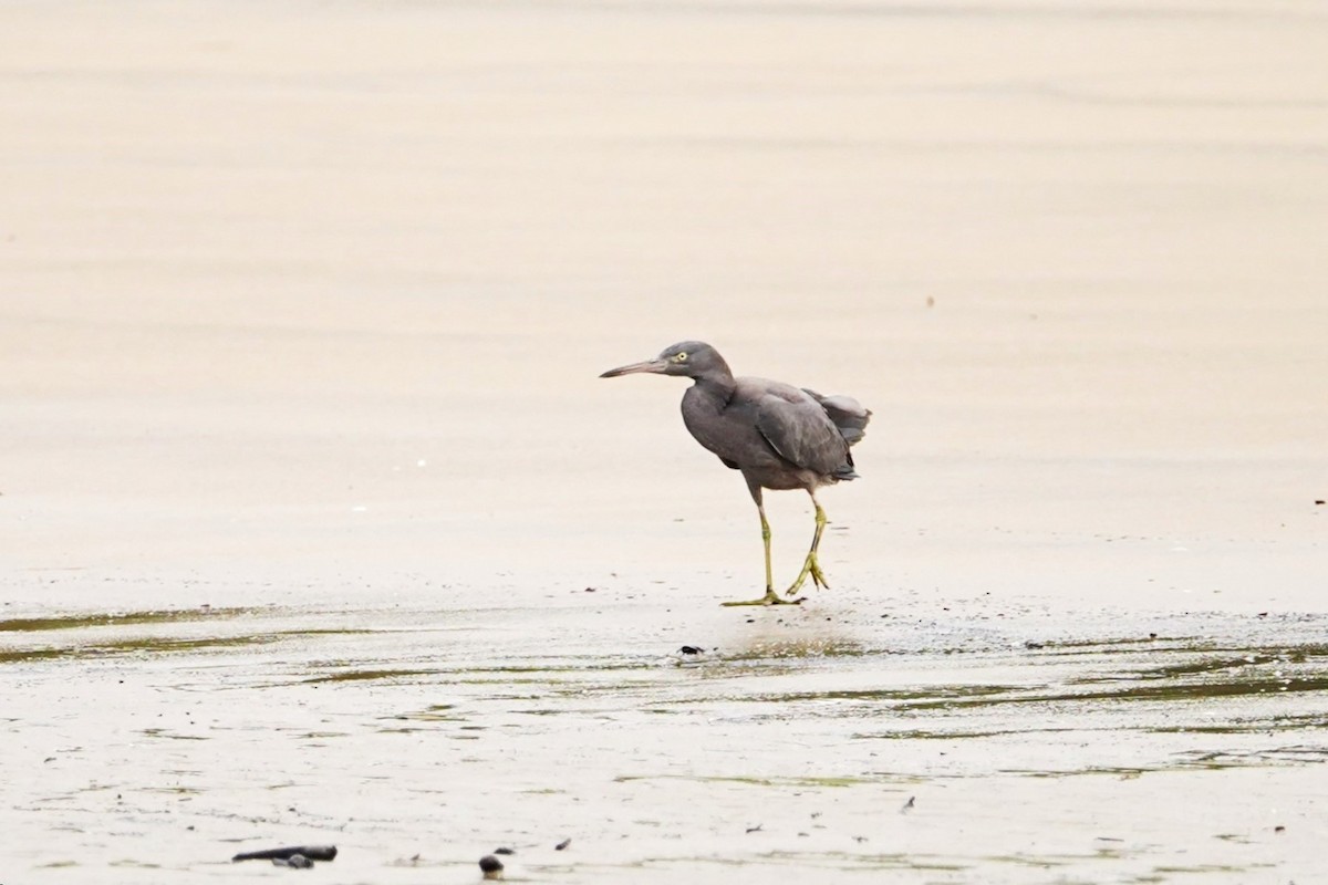 Pacific Reef-Heron - ML601758681