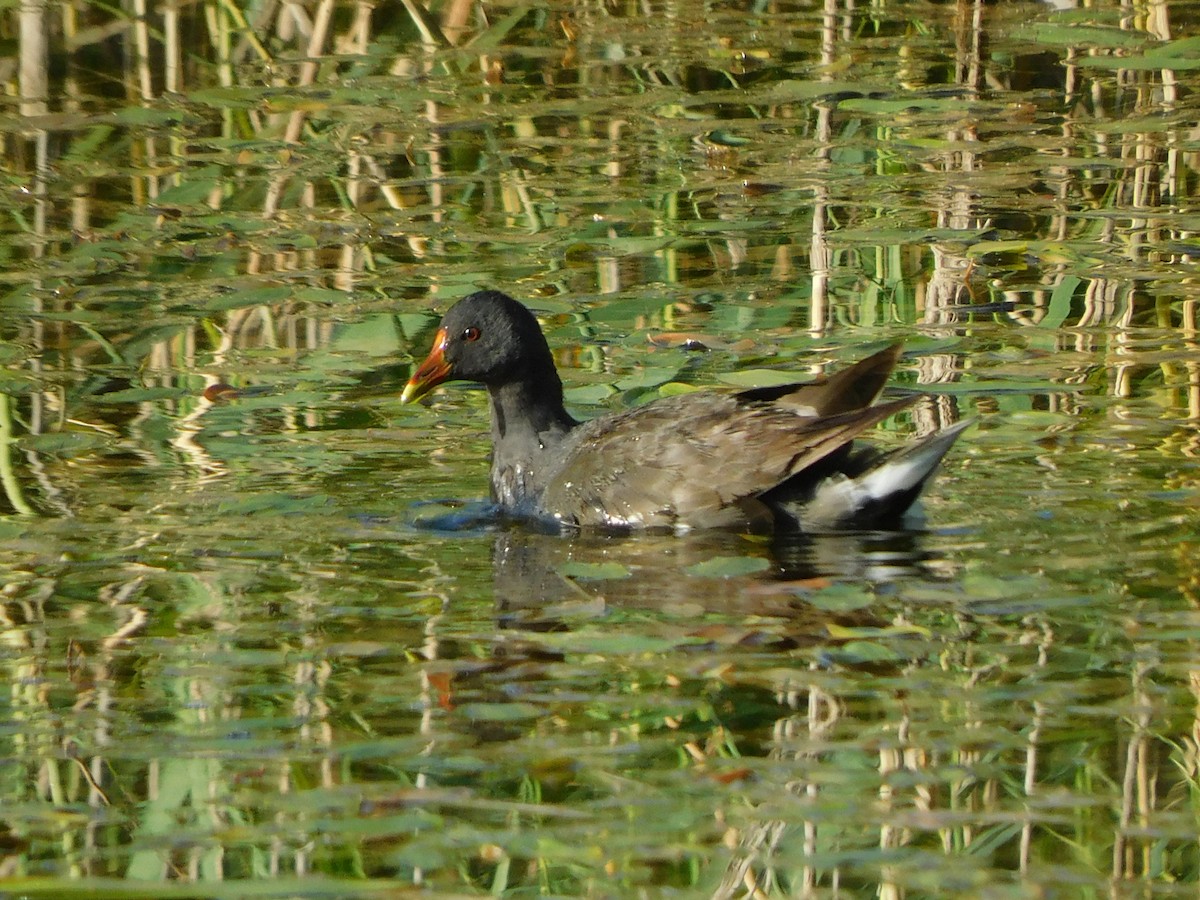 Eurasian Moorhen - ML601759001