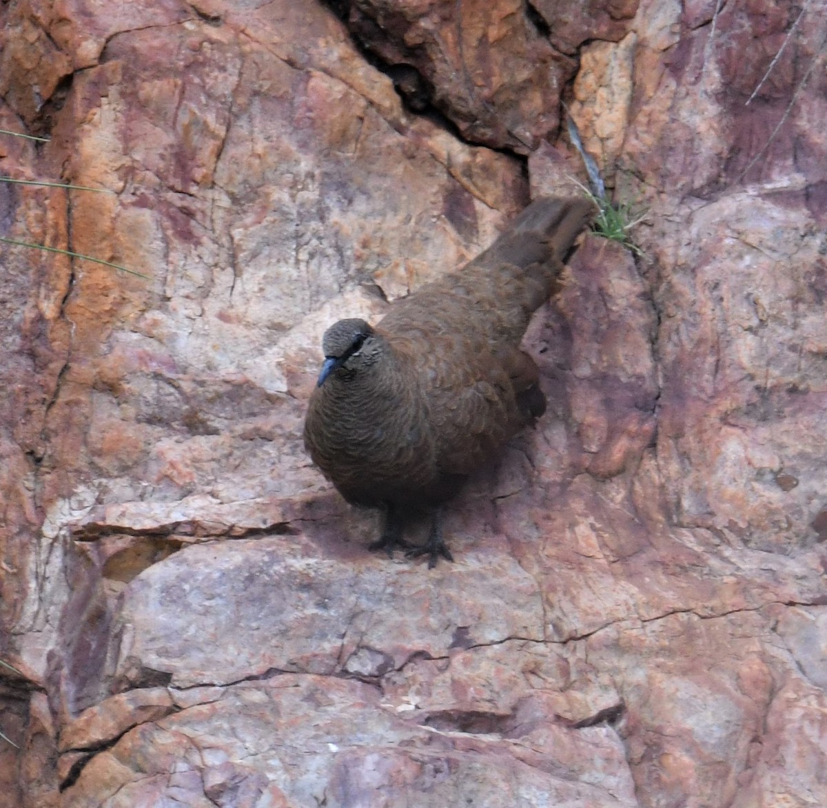 holub kimberleyský - ML601759051