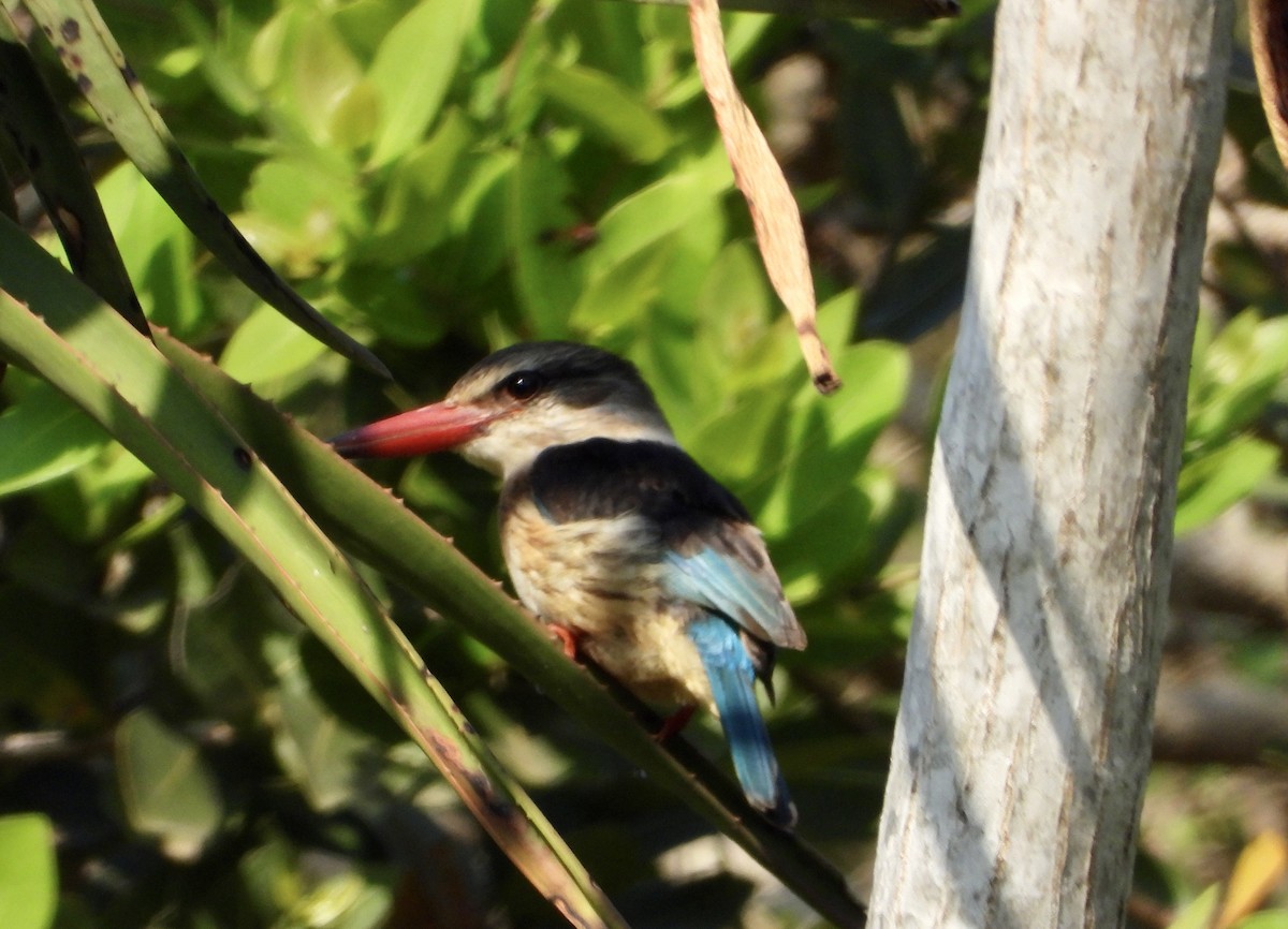 Brown-hooded Kingfisher - ML601759071