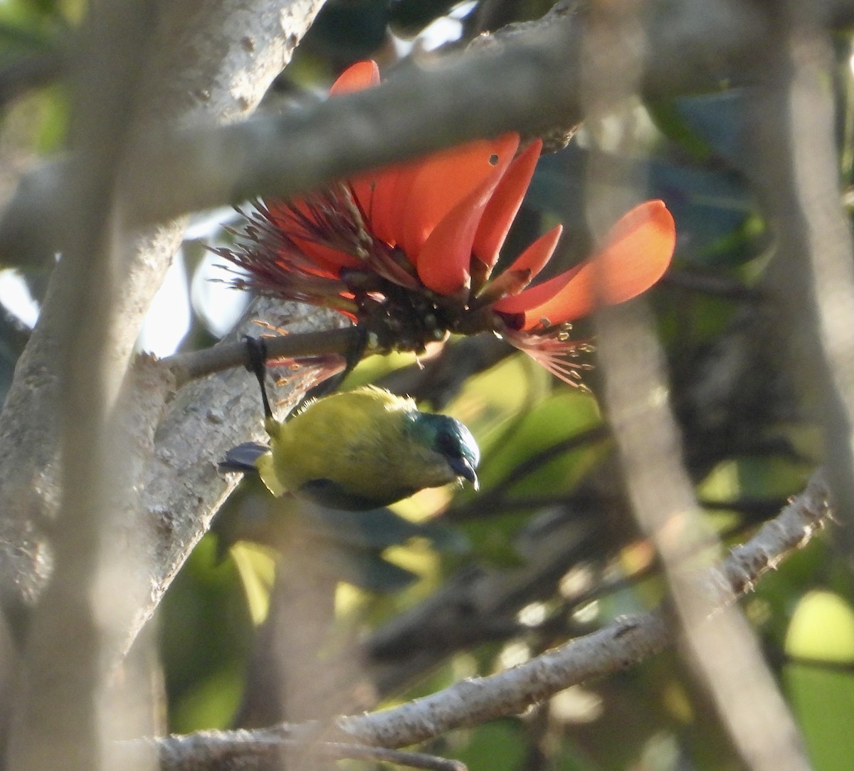 Collared Sunbird - ML601759181