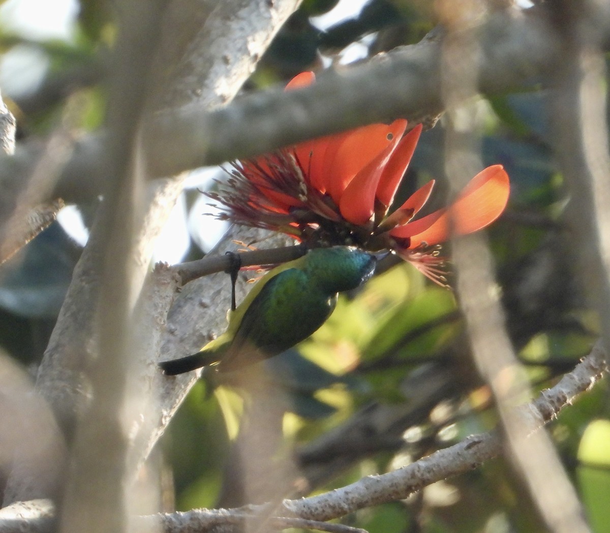 Collared Sunbird - ML601759191