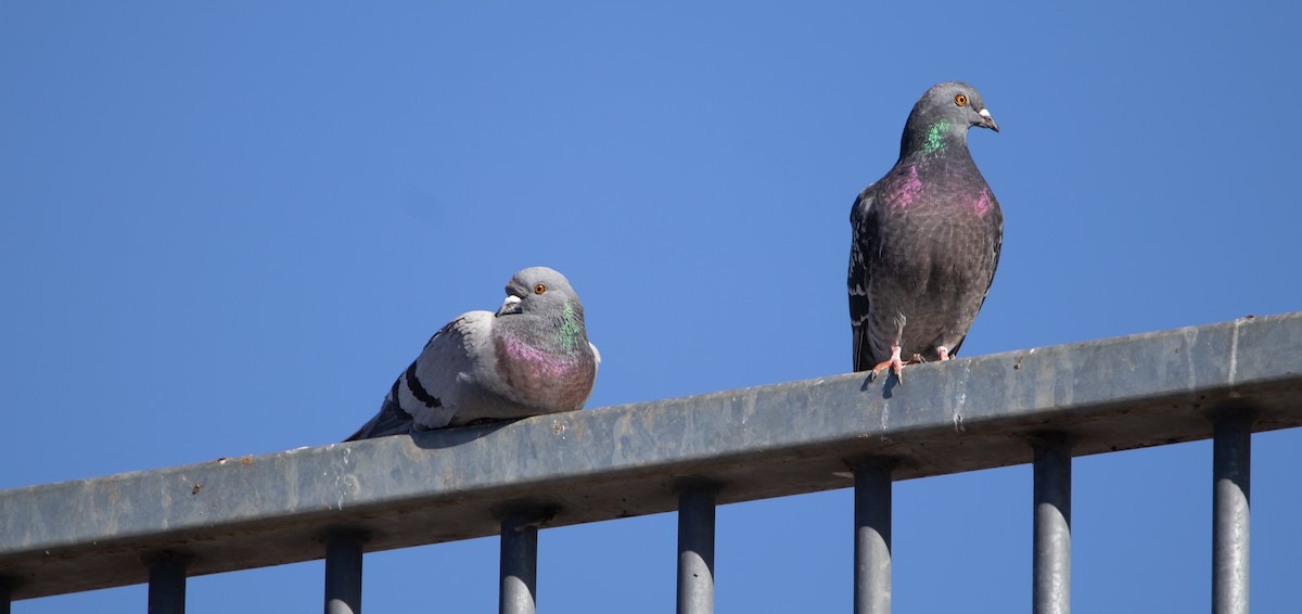 Rock Pigeon (Feral Pigeon) - ML601759941