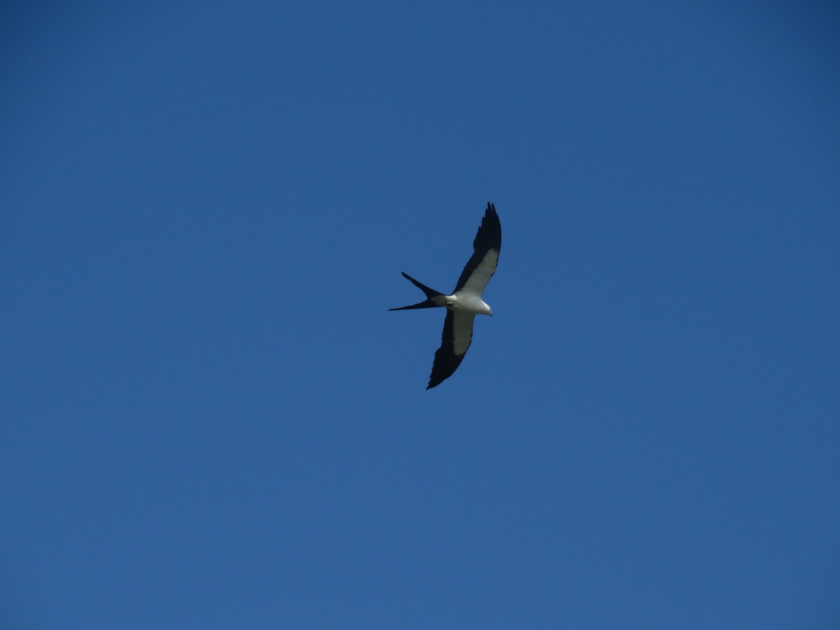 Swallow-tailed Kite - ML601760611