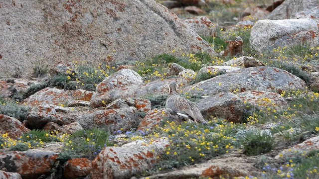 Himalayan Snowcock - ML601761421