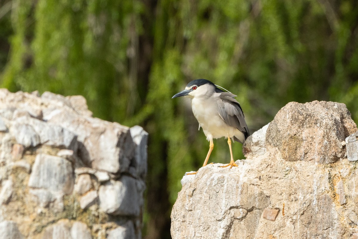 Black-crowned Night Heron - ML601761781