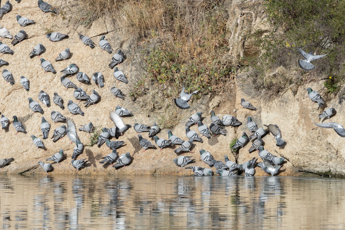 Rock Pigeon (Feral Pigeon) - Carsten Sekula