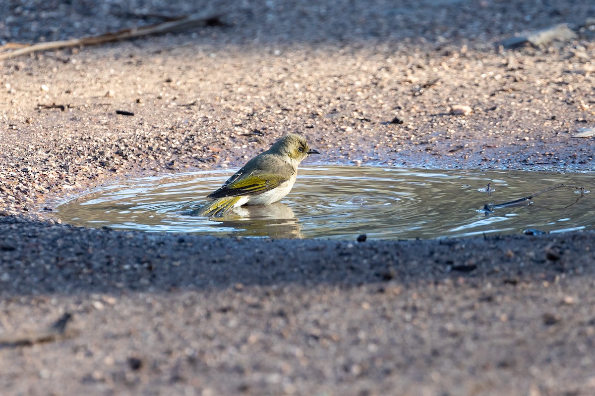 Fuscous Honeyeater - ML601764781