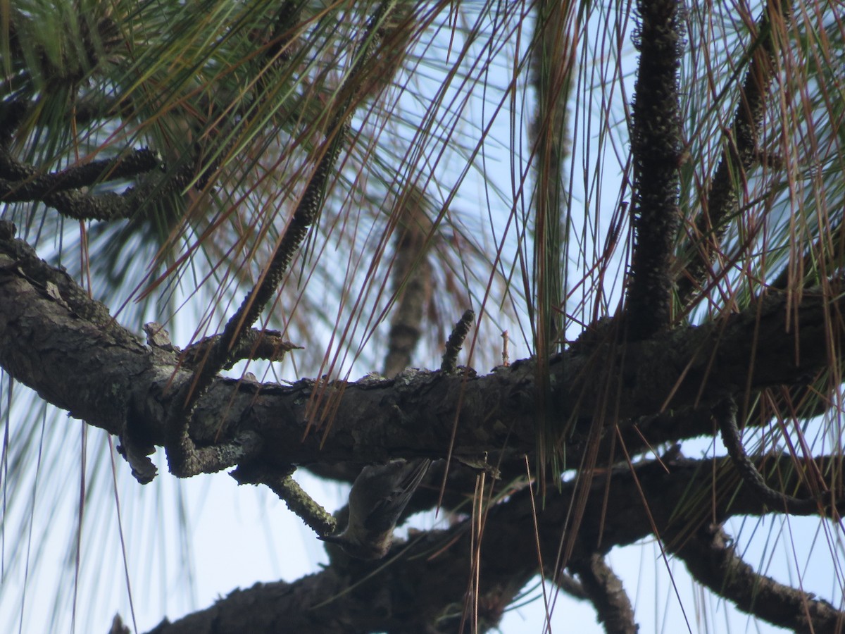 Brown-headed Nuthatch - ML601765351