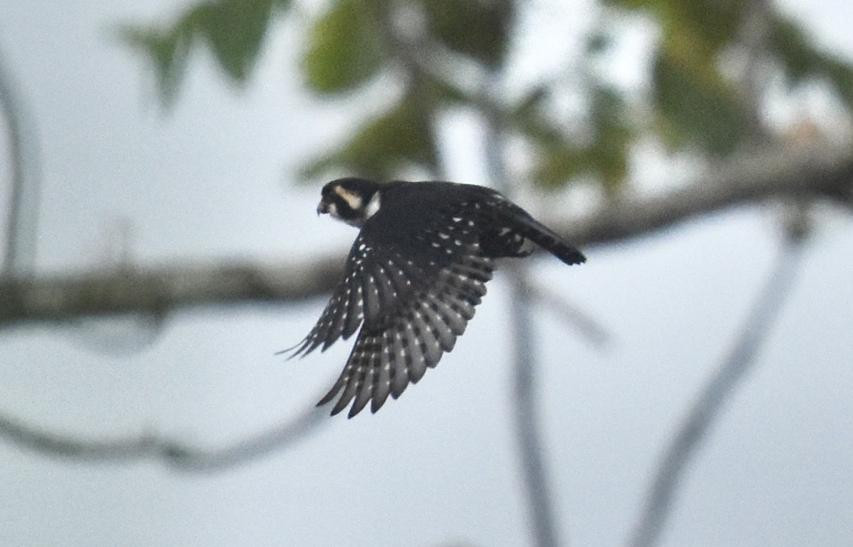 Black-thighed Falconet - ML601765541