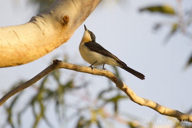 Restless Flycatcher - ML60176581