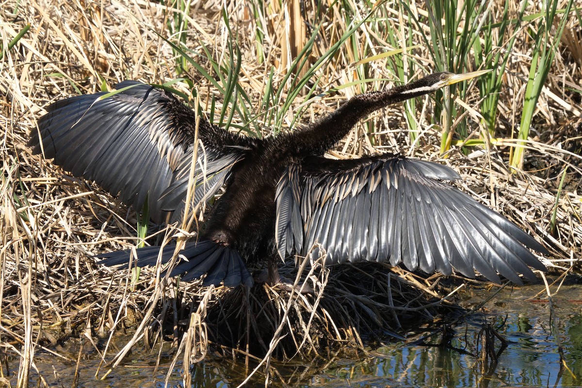 Austral-Schlangenhalsvogel - ML601765971