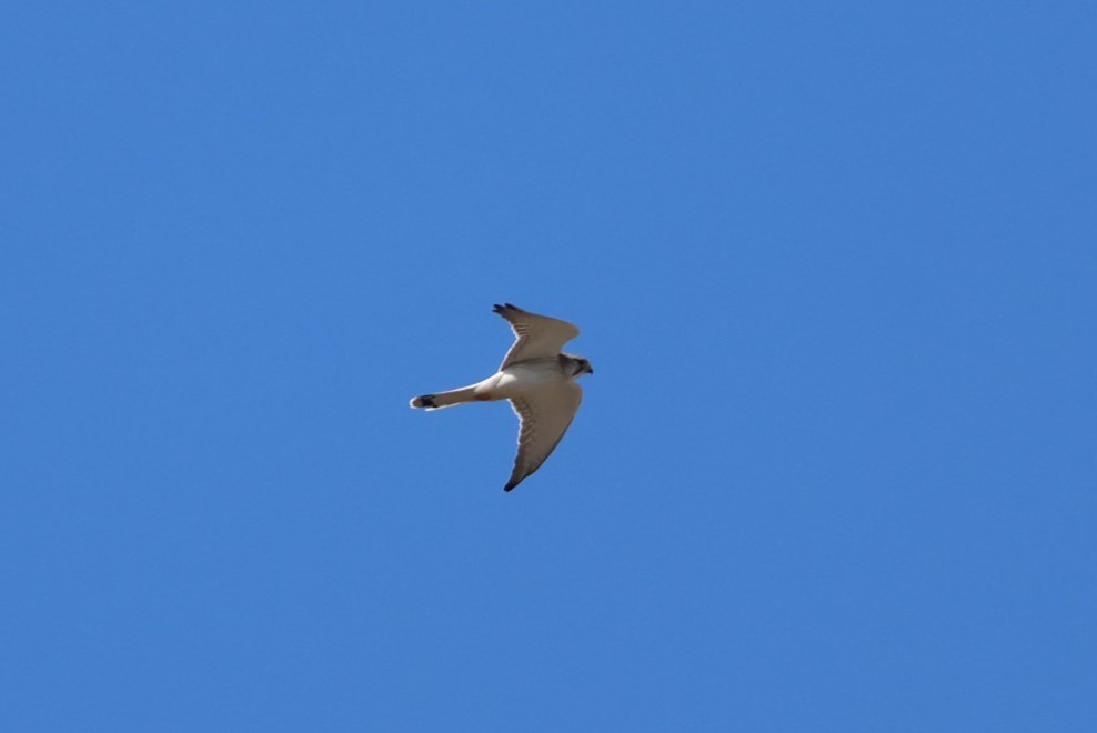 Nankeen Kestrel - Heather Williams