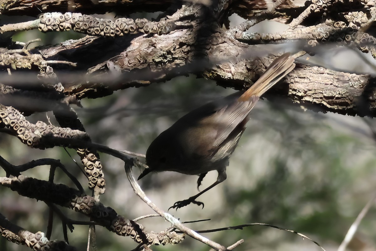 Inland Thornbill - Heather Williams