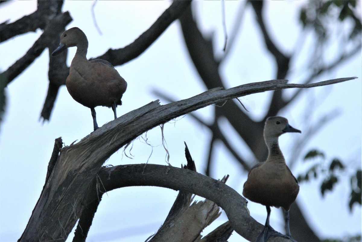 Lesser Whistling-Duck - ML601768101