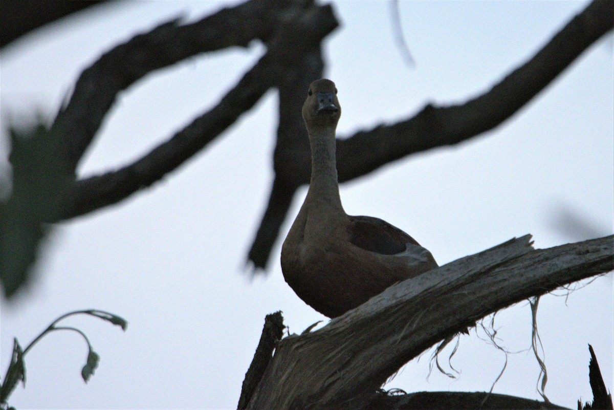 Lesser Whistling-Duck - ML601768111