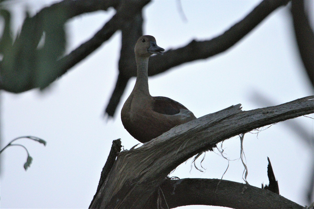 Lesser Whistling-Duck - ML601768121