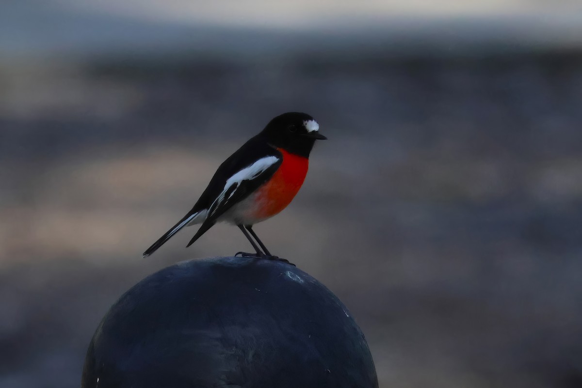 Scarlet Robin - ML601768131