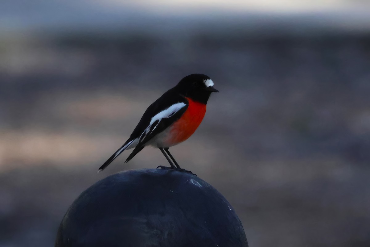 Scarlet Robin - ML601768141