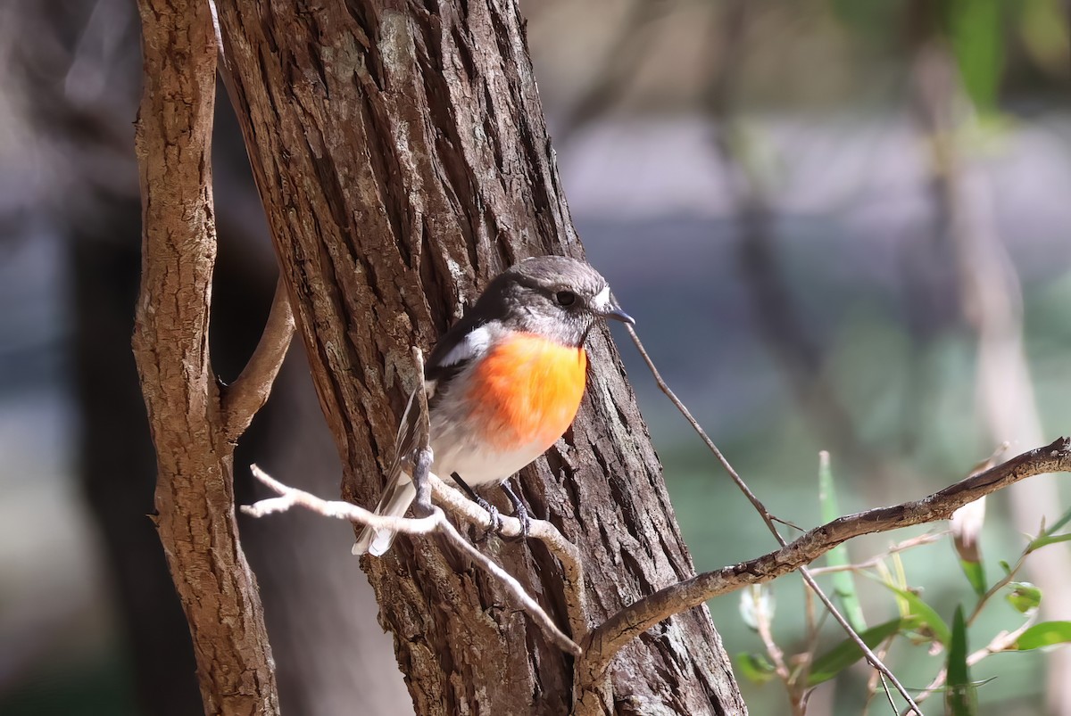 Scarlet Robin - Heather Williams