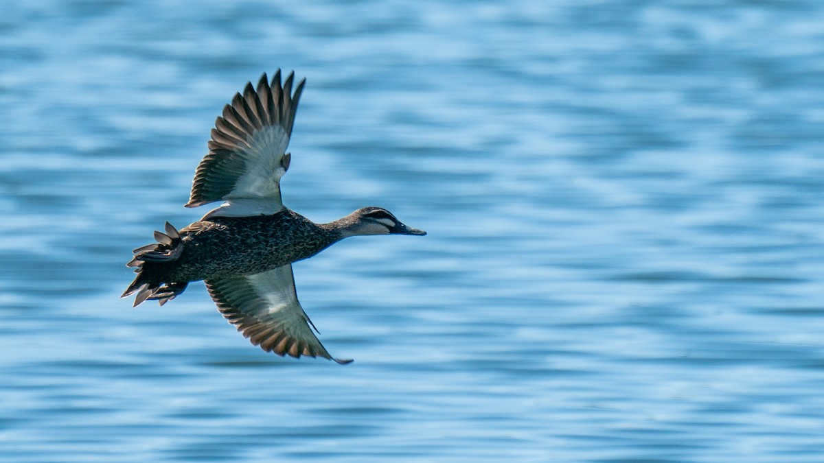 Pacific Black Duck - ML601769671