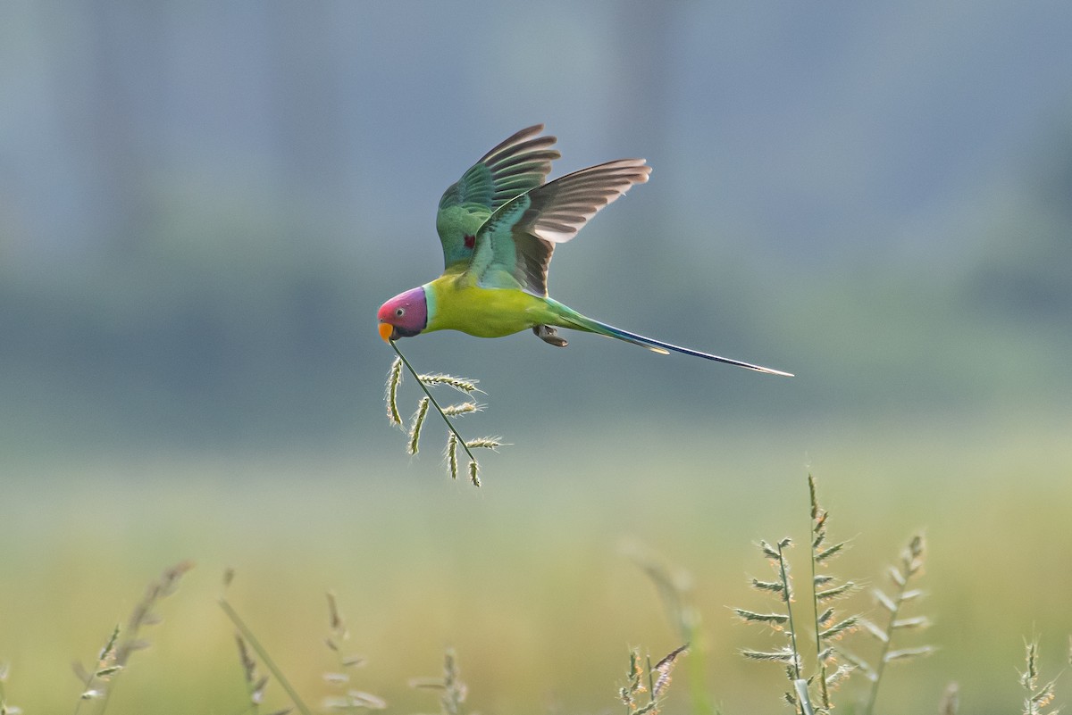 Plum-headed Parakeet - H Nambiar