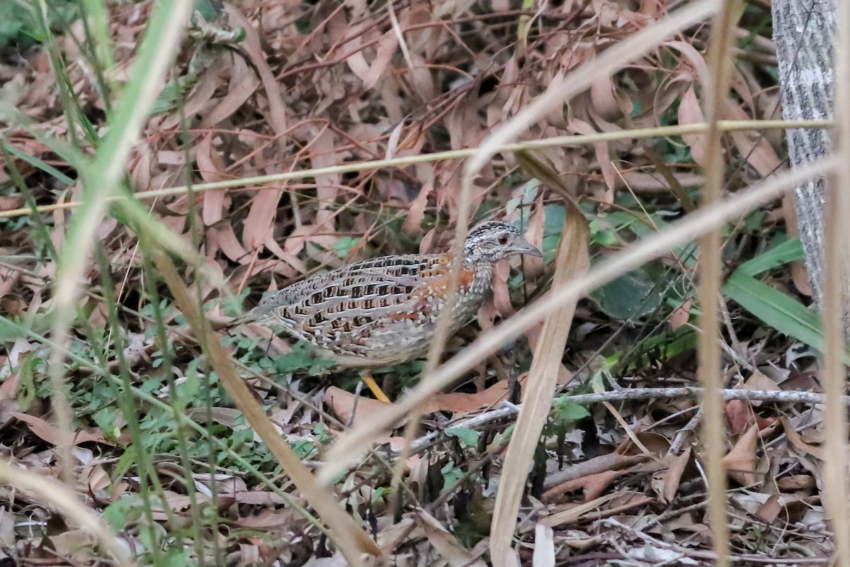 Painted Buttonquail - ML60177011