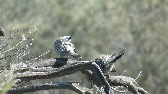 Crested Pigeon - ML601770211